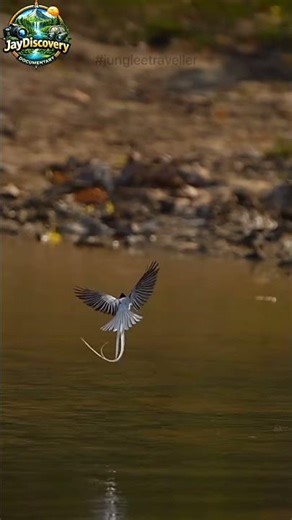 Discovery Documentary: How All Creatures Live Together in Harmony #exploreindia #nature