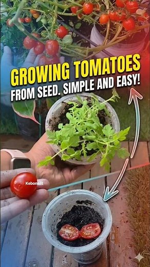 The easiest way to grow your own tomatoes 🍅✨