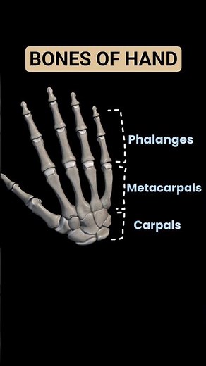Bones of Hand