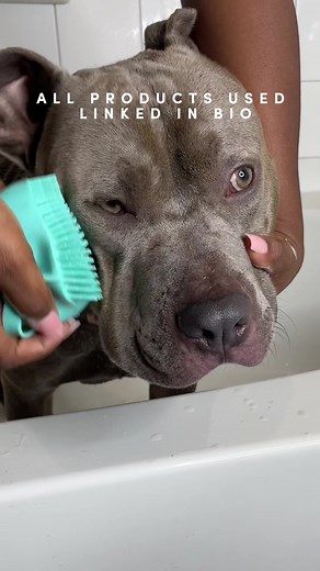 Calming Dog Bath Time Routine for Reign the Pitbull