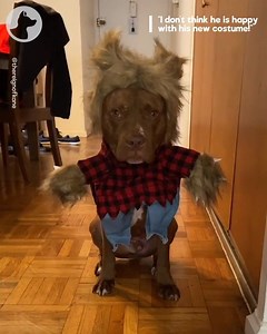 120K views · 5.6K reactions | "I don't think he is impressed with his Halloween costume!"  | Go Fetch | Facebook