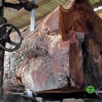 This Giant Suar Log Hid a Shocking Secret Inside! 😱 #trembesi #wood #woodworking