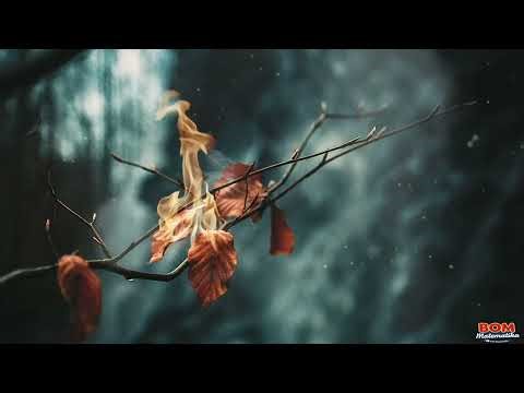 Background Video Daun Terbakar Cinematic | HD No Copyright