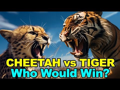 TIGER vs CHEETAH | WHO WOULD WIN? - Animal Fight Compare
