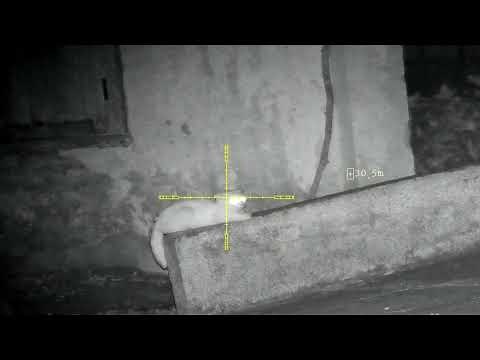 Feral Cat Shoot With NV008 LRF