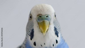 Blue and white parakeet looks at the camera, then turns away with their eyes squinting. High quality 4k footage