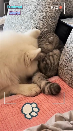 🐶😾🔥2️⃣ Pushy Dog vs. Grumpy Cat Ep.2 — “Enough! I’ll Bite You!” ⚡🦷💢😹✨ | [FW Glimpse]