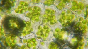 Chloroplast Under Microscope Cell Division Cell Stock Footage Video (100% Royalty-free) 1066290883 | Shutterstock