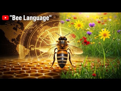 Bee Dance Codes | Secret Language of Nature Revealed EP 3🐝✨#facts #wildlife #waggle #bee