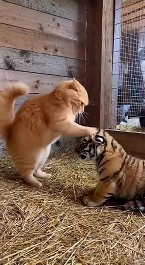 Cat vs Tiger Cub: The Unexpected Chase