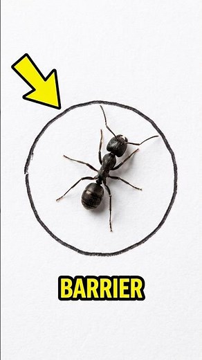 Why Can a Simple Pen Line Stop an Ant in Its Tracks? 😱🐜 #antfacts #sciencefacts #animalfacts