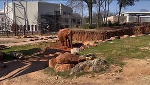 4.7K views · 385 reactions | Did you know elephant trunks are powerful enough to flip cars, but gentle enough to pick up a single tortilla chip without breaking it? Talk about RANGE (video: Caleb U.) #OnlyZooATL | Zoo Atlanta | Facebook