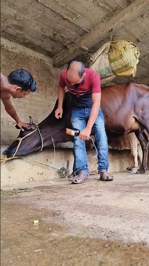 Jugular vein IV cannulation procedure in cattle in a second without shedding blood