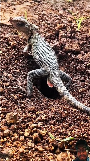 Iguana laying eggs #nature #iguana #eggs