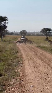 11K views · 236 reactions | Zebra crossing in real life煉煉煉勞 | Wildfriends Africa | Facebook