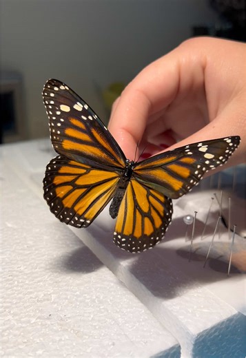 My favorite way to pin butterflies 🦋#fyp #entomology #entomologytiktok #bugtok #fernsbugs #foryoupage #entomologyart #odditiescollection #bugsarefriends #oddities #odditiesandcuriodities #butterfly #monarch #monarchbutterfly #butterflies #pinnedbutterfly
