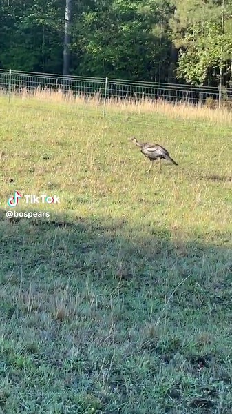 Hilarious Turkey Chase: Never-ending Hunting Adventure!