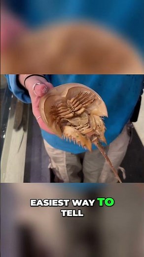 Why Horseshoe Crabs Molt and How to Spot a Molt | Save The Bay’s Hamilton Aquarium 🌊🦀♿️