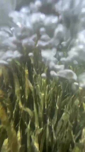 6.1K views · 94 reactions | It’s always a party when we pull up in our clear kayaks at Merritts Mill Pond! | Get Up And Go Kayaking | Facebook