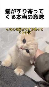 The Real Reason Your Cat Rubs Against You #CatBehavior #CatPsychology #CatTrivia #PetTips