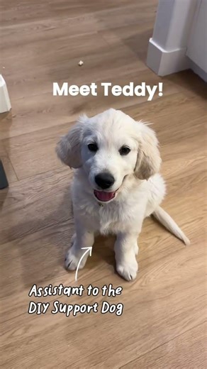 #FreshpetPartner My emotional support DIY Dog needed an assistant, along with the best food and
