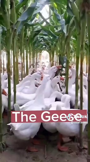 Geese Farming: A Guide to Raising Geese on Your Farm