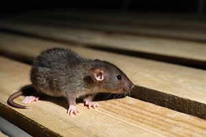 If I Have One Rat, Are There More?