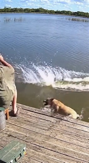 19K views · 75 reactions | Check out this amazing **dog diving** video **caught on camera**! This **dog** suddenly jumps into the water, but is okay and gets a **rescue**. These **funny dog videos** show how much **dogs** love **swimming**! | Rescue Stories | Facebook