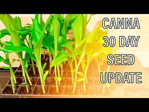 Growing Tropical Canna Plants from Seed - 1 month update