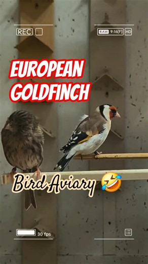 European Goldfinch. Indoor Small Bird Aviary