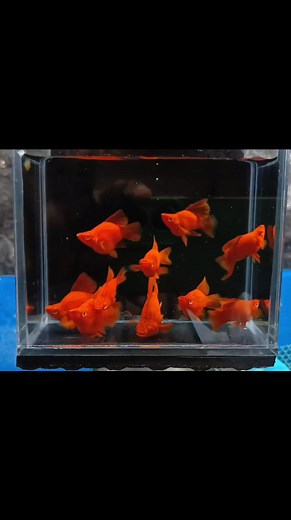 Strain: Firecracker Balloon swordtails 👌🫶 #noanimalswereharmedinthisvideo | Boss Wyn