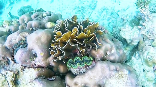 Clams have a striking resemblance to lips