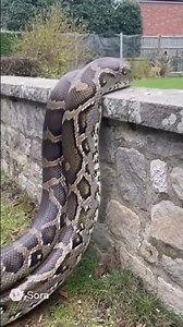 Giant Snake Climbing the Wall#snake