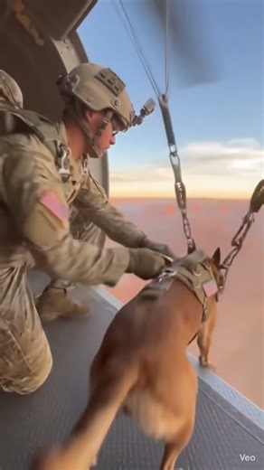 US Army dog parachute jump #usa