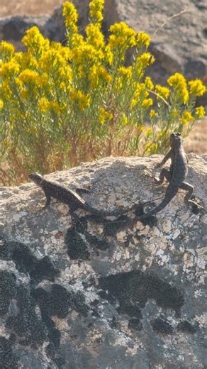 Lizards interacting… mating dance? Territorial posturing?