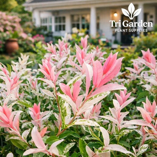 Dappled Willow Cutting – Salix Integra Hakuro Nishiki, Variegated Pink White Ornamental Tree - Etsy