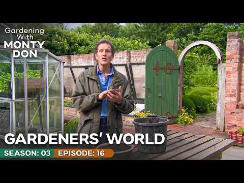Which Tomato Method Works Best? Monty Checks the Results | Gardeners' World Season 3 Episode 16