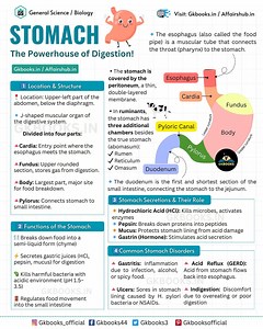 Parts of Stomach #stomach #humananatomy #digestivesystem #gkbooks | InfoPic Notes