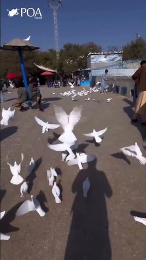 Mazar-e Sharif: A City of Peace, Colors, and the Blue Mosque’s Beauty