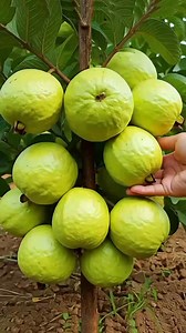 🌿how to grow guava tree,with natural rooting hormone banana #guava #shortvideo #satisfying #shortsvideo #shortsfeed #fruit #bhfyp #grafting #fruitlover #grow #farming #shortsviral #tree #fruits #fruitgarden #reelsvideo #gardening #shorts #planting #Satisfying #fruittrees #garden #jackfruit #nutrition | Farm Tree
