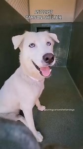 💜Adopted💜 A5722957 ✰ SNOWFLAKE -8/29/25- She was found near 20200 S. Avalon Boulevard Carson. She’s about a year old. 9/3/25 - Snowflake A5722957 (Intact) was sitting at the front of the kennel but stood up with a neutral body posture and a soft tail wag when the runner arrived. Snowflake became wary of the leash, retreating to the back. The runner was required to step inside in order to leash Snowflake. Once leashed, she slowly exited the kennel on her own and proceeded to walk ahead of the r