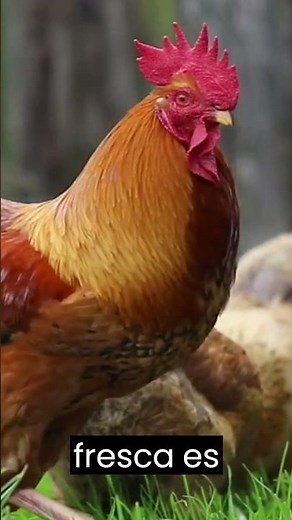 Toda sobre la Alimentación de las Gallinas Una Guía Completa para Criadores