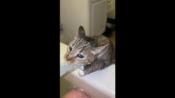 Lifeguard Kitty Trying to Rescue Owner from Washcloth