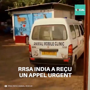 149K views · 5.1K reactions | Ils n’avaient jamais vu quelque chose d’aussi terrible: ce chien avait tellement de vers qu’ils le mangeaient à l’intérieur. Il semblait impossible, mais ils allaient tout faire pour sauver sa vie. | Social | Facebook