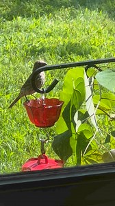 Birds like drinking from any moats on hummingbird feeders | Bird Feeder Hub