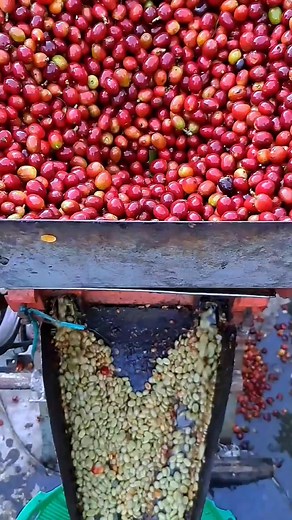 248K views · 4.1K reactions | Coffee pulping (penggilingan cery kopi merah) #febinuralam #pulping #pulper #gilingbasah #kopiarabika #reels #trendingreel #videoreel #fyp #viralvideo #viralpost #jangkauanluas | Febi Nuralam | Facebook