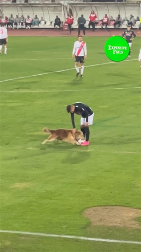 20K views · 117 reactions | Expensive fails in pro sports caught ⚽螺 | FailArmy | Facebook