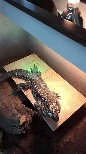 My custom cage setup for my 2 y.o. Tegu lizard