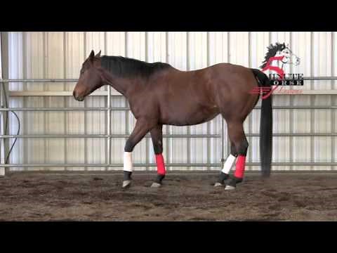 Horse Gaits -- Footfall: Emphasis on the Diagonal