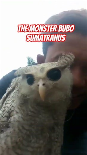 Cantiknya Bubo sumatranus